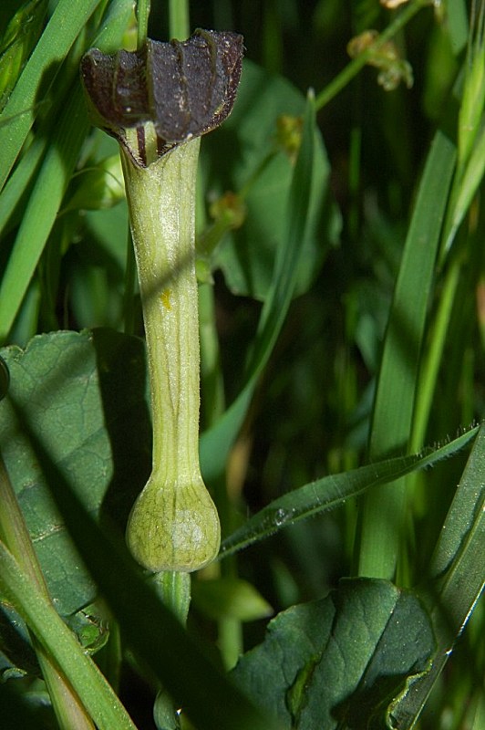 Aristolochia rotunda ssp. insularis / Aristolochia rotonda